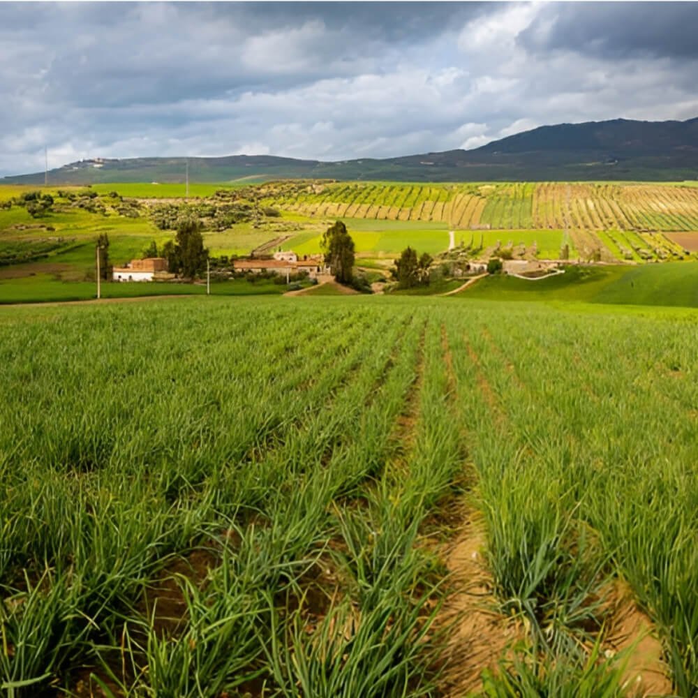 Relief varié et terrains agricoles ou vallonnés (1)